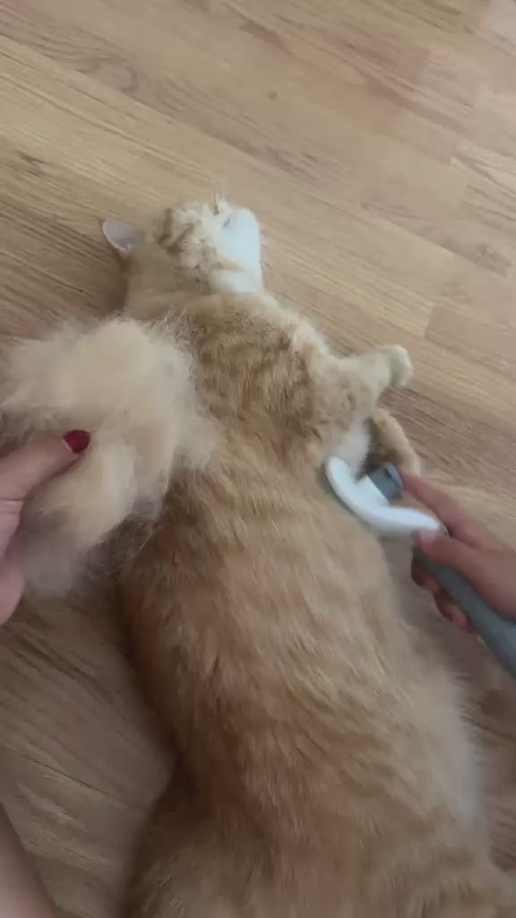 Resultado real del cepillo autolimpiable OMNIA en un gato